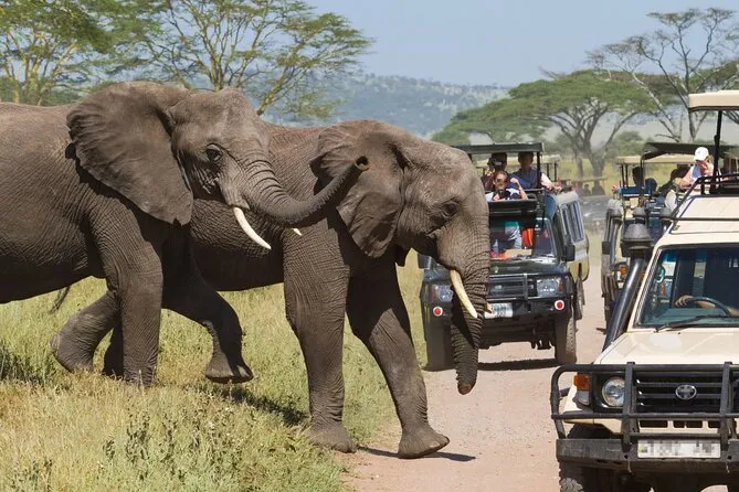 Group joining safari in Serengeti National Park