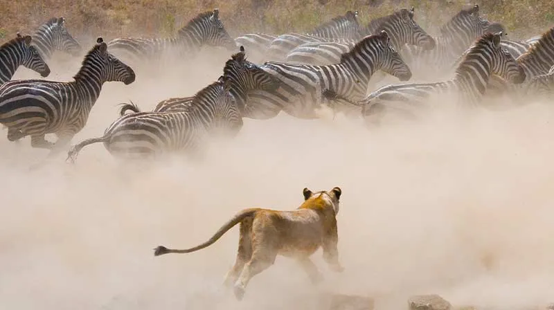 Lions in Serengeti National Park