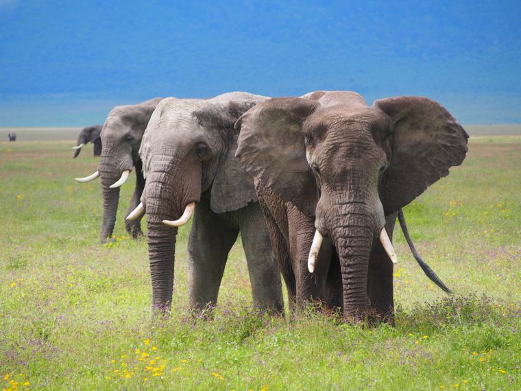 Elephants on Serengeti game drive