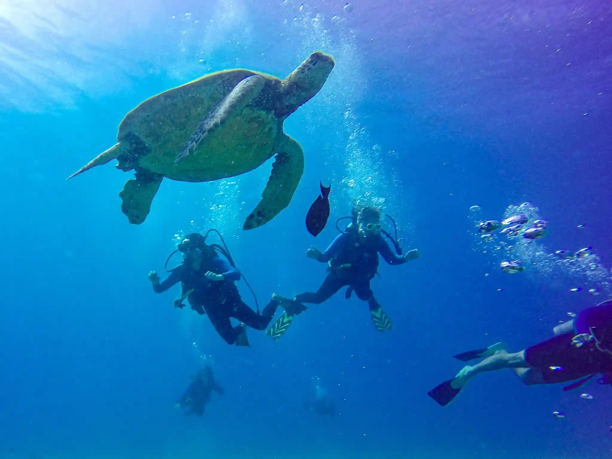 Nungwi Reef marine life